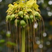 An Unusual Yellowish Plant DSC_0110 by merrelyn