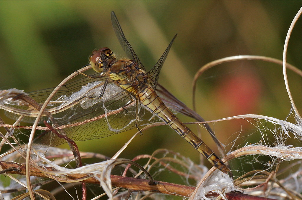ANOTHER COMMON DARTER by markp
