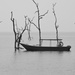 Boat and Trees at Bako DSC_0133 by merrelyn