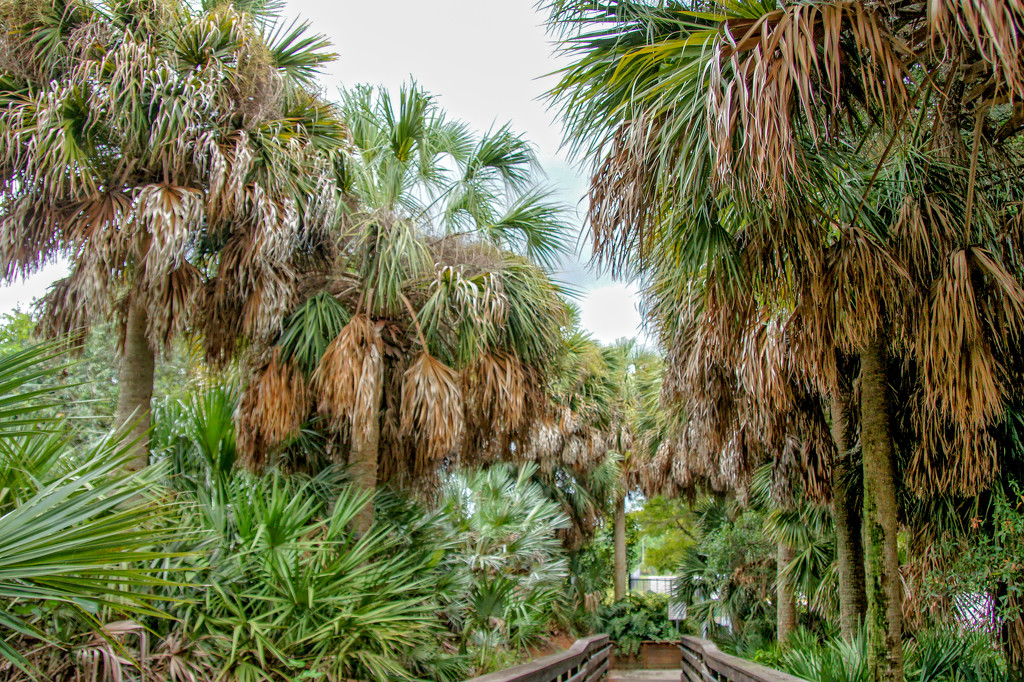 Stately palms by danette