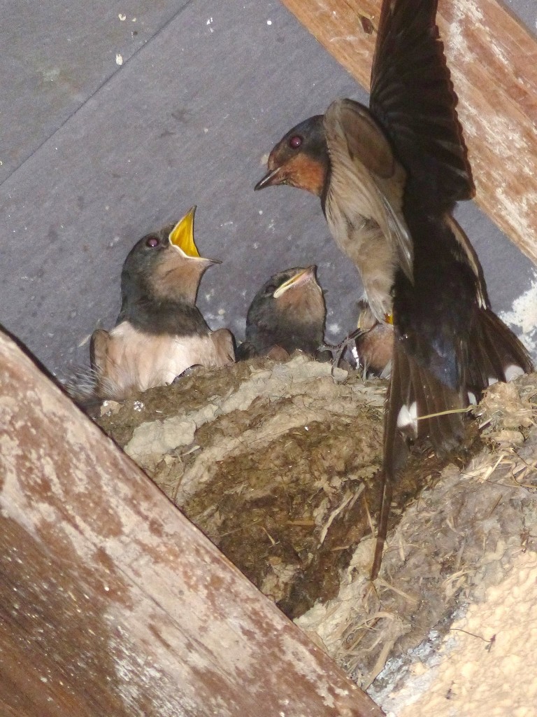  Swallows at Llanerchaeron by susiemc