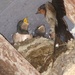  Swallows at Llanerchaeron by susiemc