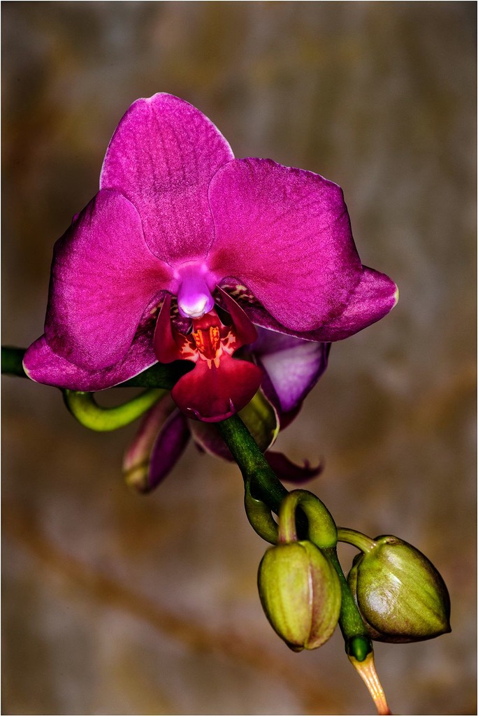 orchid by jgpittenger