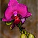 orchid by jgpittenger