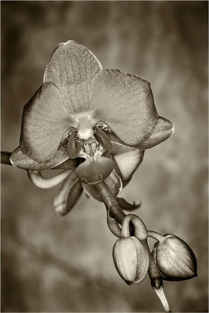 orchid sepia by jgpittenger