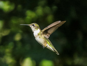 14th Sep 2015 - Hummer Day