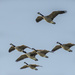 Geese In Full Flight by tonygig