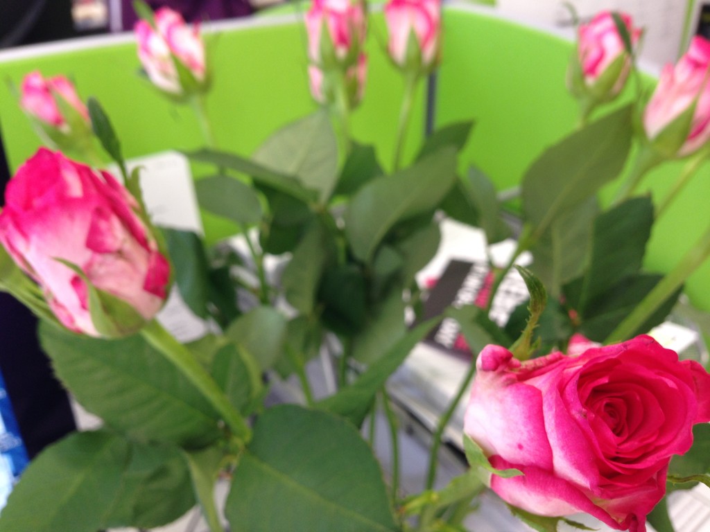 Birthday Roses by bilbaroo