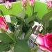 Birthday Roses by bilbaroo