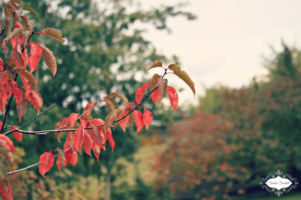 Fall Colors by sarahlh