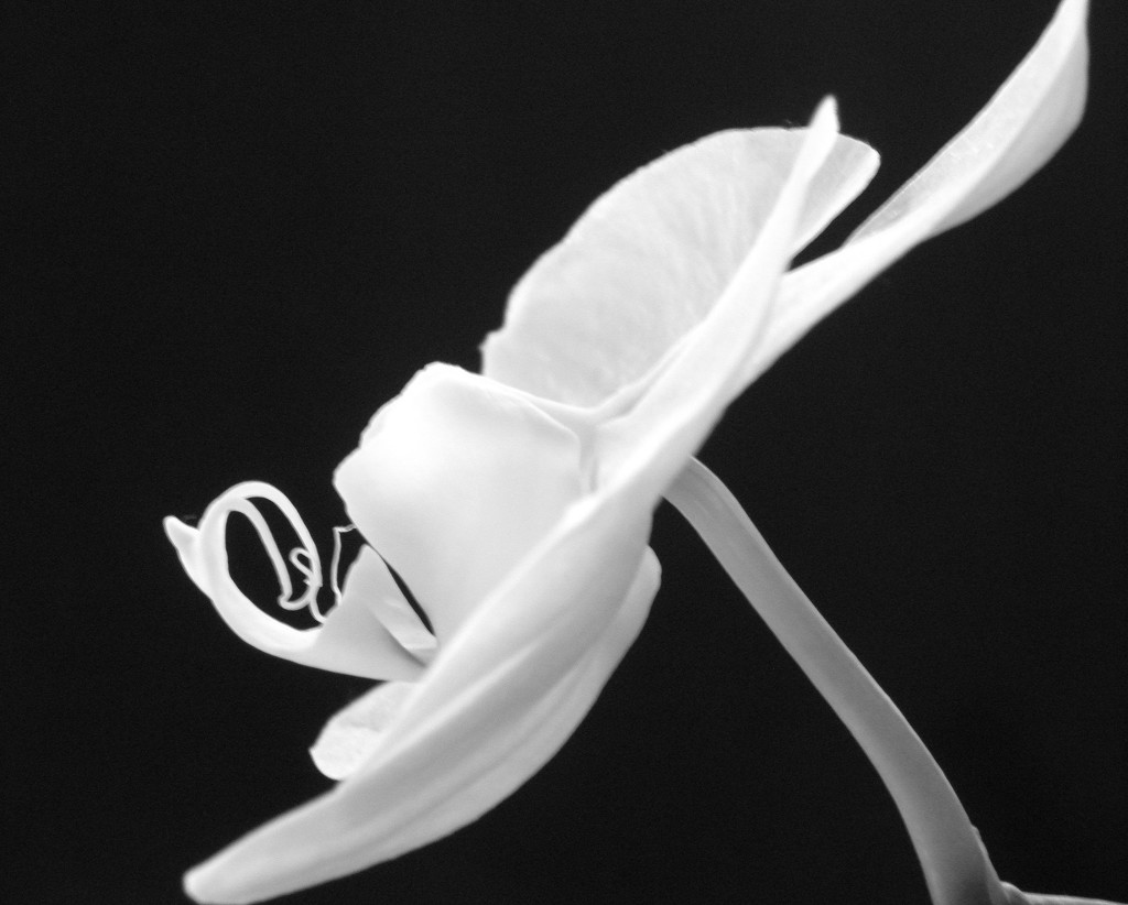 Orchid in BW by daisymiller
