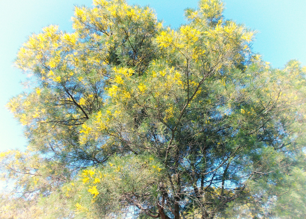 some wattles are very tall by annied