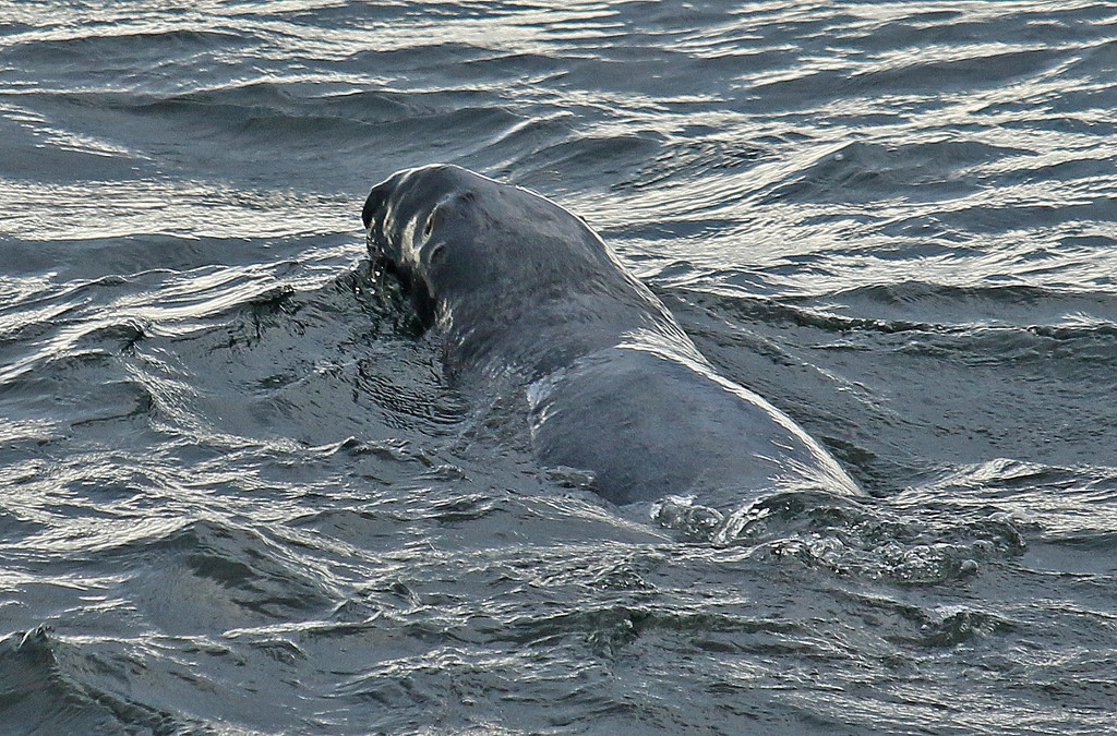 The Grey Seals have heads as big as cows. by hellie