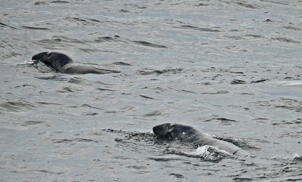 Grey seals  at the feast. by hellie