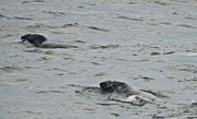 10th Sep 2015 - Grey seals  at the feast.