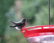 2nd Sep 2015 - Momma Hummingbird?