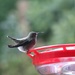 Momma Hummingbird? by kimmer50