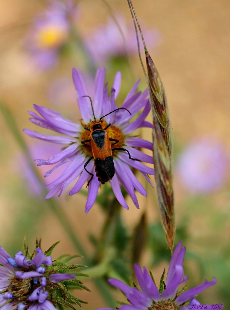 Colorado Plains Soldier Beetle by harbie