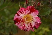 14th Sep 2015 - unknown rose