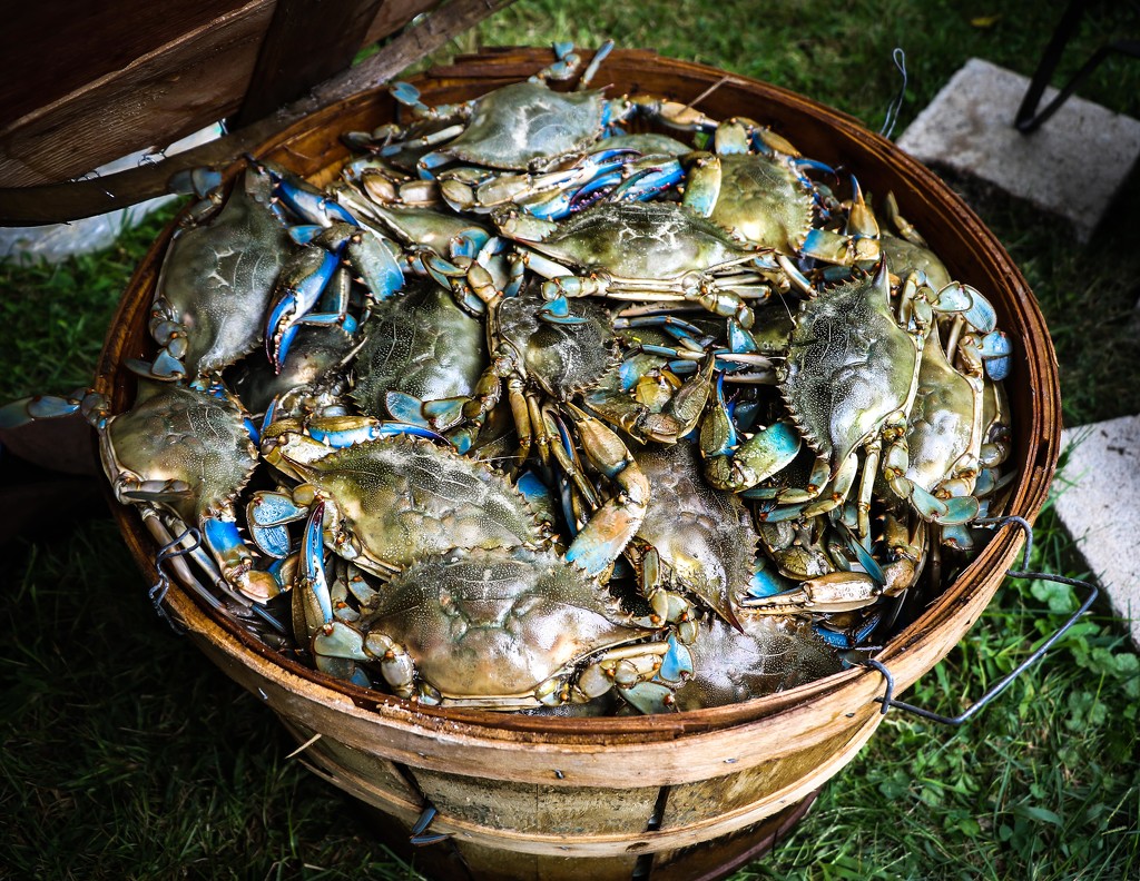 A Bushel of Crabs by darylo
