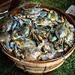 A Bushel of Crabs by darylo