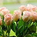 Pink roses by elisasaeter
