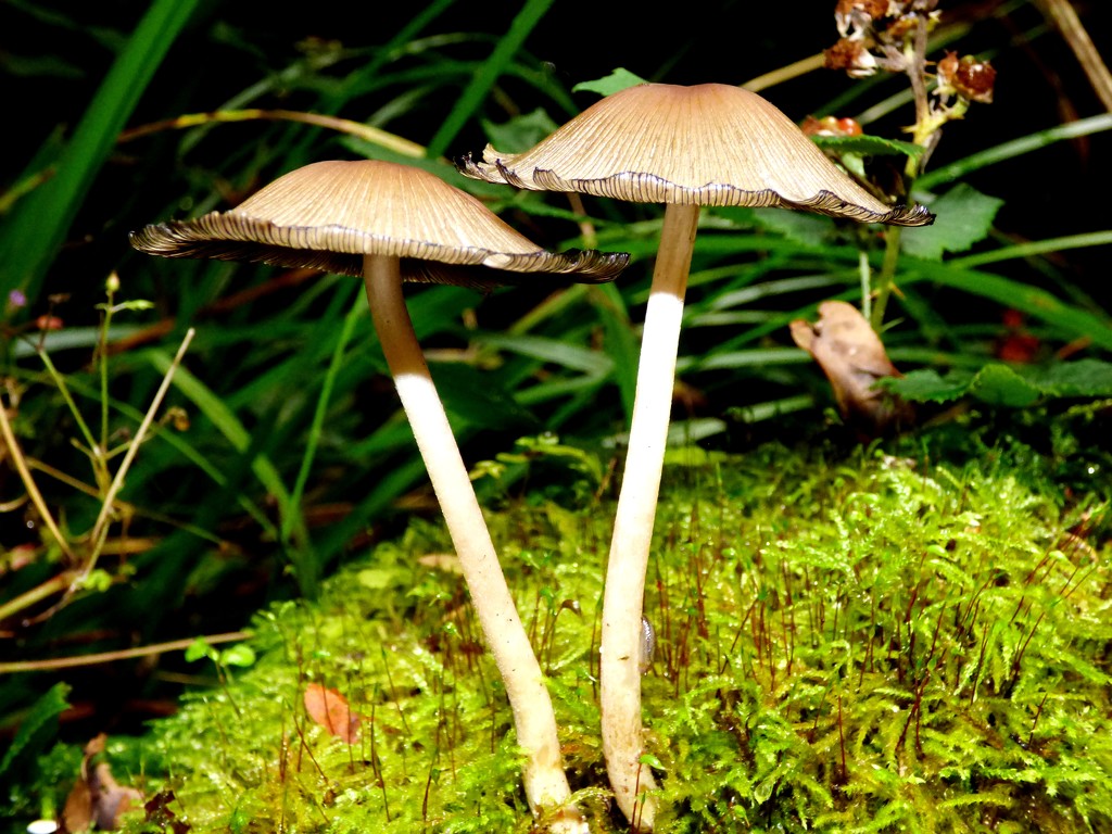 Ink Cap mushrooms by julienne1