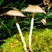 Ink Cap mushrooms by julienne1
