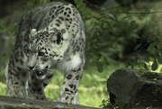 15th Sep 2015 - Snow Leopard