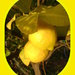 Portrait of a lemon?? by marguerita