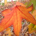 Autumn leaf by marguerita