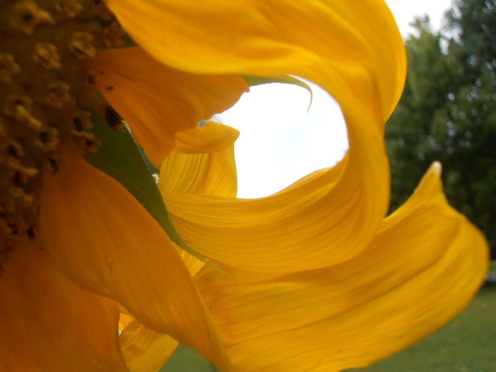 Swirling Sunflower Petals by julie