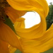 Swirling Sunflower Petals by julie