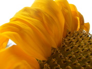 12th Sep 2015 - Sunflower Petals
