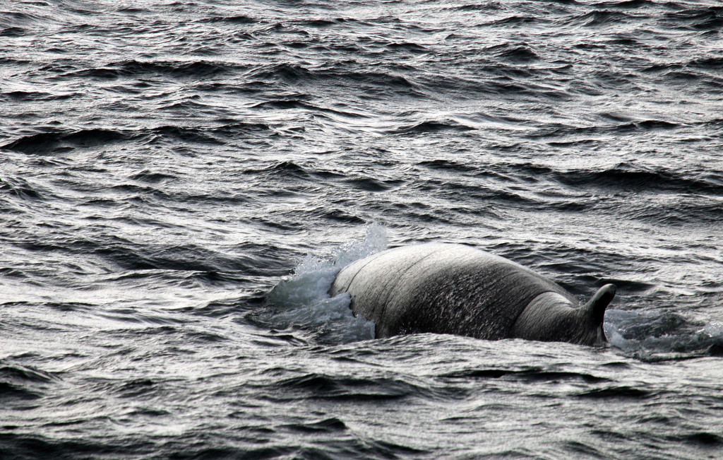 Fin whale. by hellie