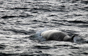 11th Sep 2015 - Fin whale.