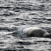 Fin whale. by hellie
