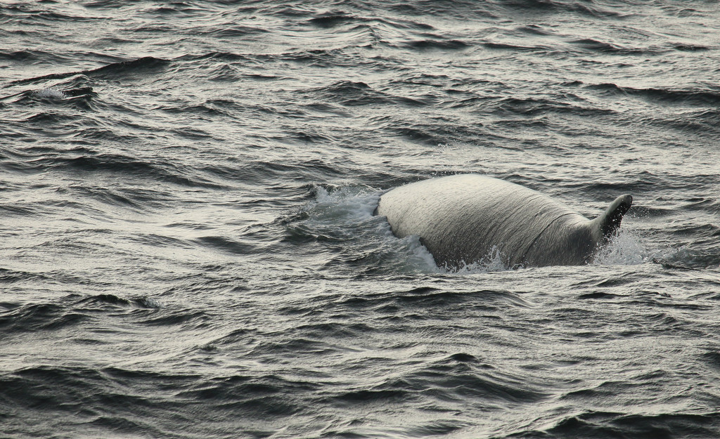 Fin  Whale. by hellie