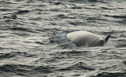 12th Sep 2015 - Fin  Whale.