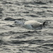 Fin Whale by hellie