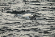 14th Sep 2015 - Fin whale