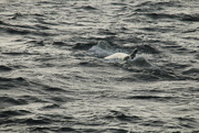 17th Sep 2015 - Fin Whale