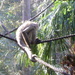 A bit of monkey business by marguerita