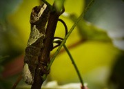 15th Sep 2015 - Swallowtail Caterpillar