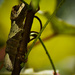 Swallowtail Caterpillar by rickster549