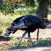 Morro Bay Wild Turkey by flygirl