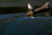 15th Sep 2015 - Herring Gull on a log