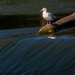 Herring Gull on a log by rminer