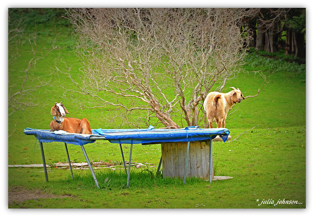 Goat's on the Trampoline by julzmaioro