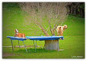 16th Sep 2015 - Goat's on the Trampoline